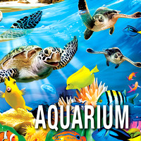 - Aquarium